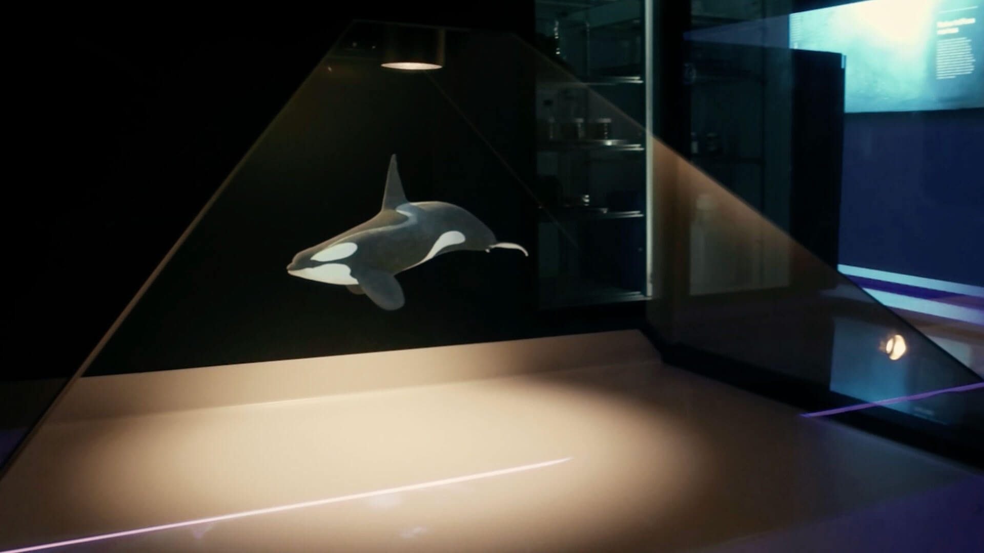 3D orca hologram